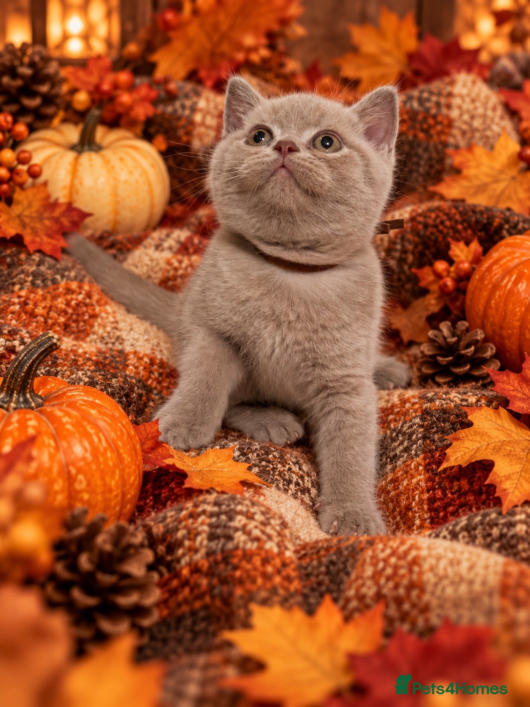 British Shorthair cats for sale: Supreme Champion Line British Shorthair Kittens - Advert 1