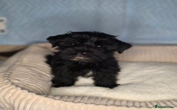 Yorkshire Terrier dogs for sale: Rare Black Yorkie 5-Gen Pedigree–£900–Ready Now 🐾 - Image 10