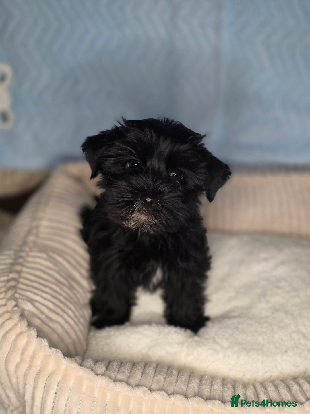 Yorkshire Terrier dogs for sale: Rare Black Yorkie 5-Gen Pedigree–£900–Ready Now 🐾 - Image 10