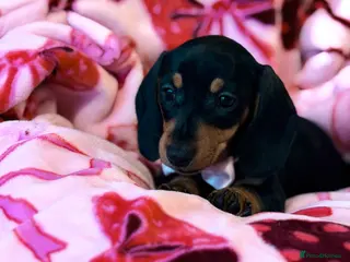 Miniature Dachshund dogs 💜🎀 FINAL GIRL 🎀💜 - Advert 6