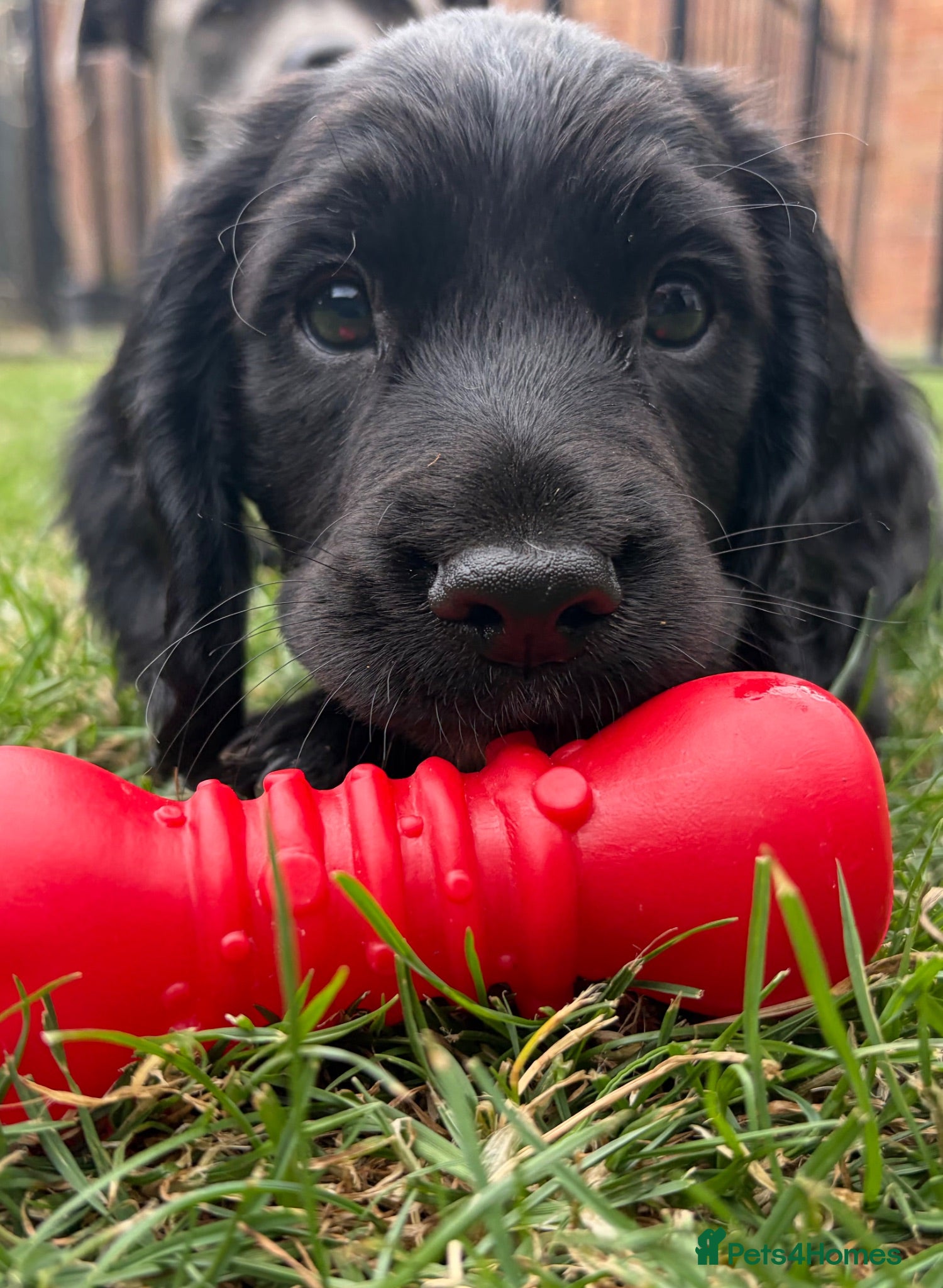 Cocker Spaniel dogs Kc Registered Cocker Spaniel Puppies - Advert 1