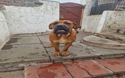 Mixed Breed dogs for stud: Big Lad for Stud - Image 5