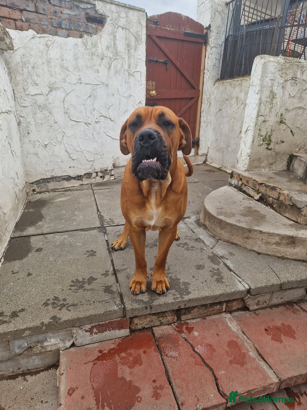 Mixed Breed dogs for stud: Big Lad for Stud - Image 5