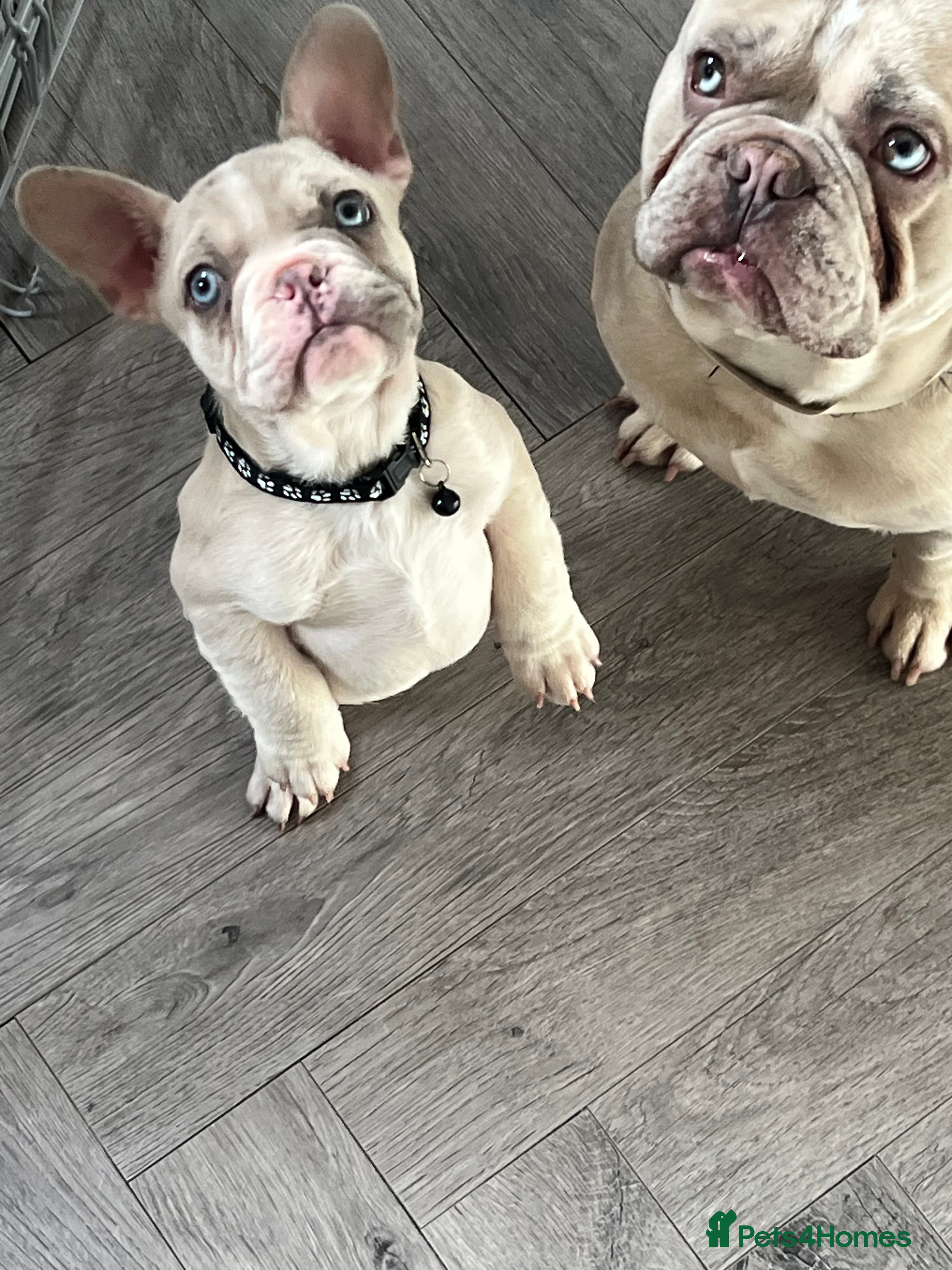 French Bulldog dogs 1 male French Bulldog Pup left  - Advert 15