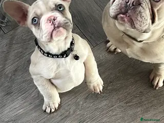 French Bulldog dogs 1 male French Bulldog Pup left - Advert 15