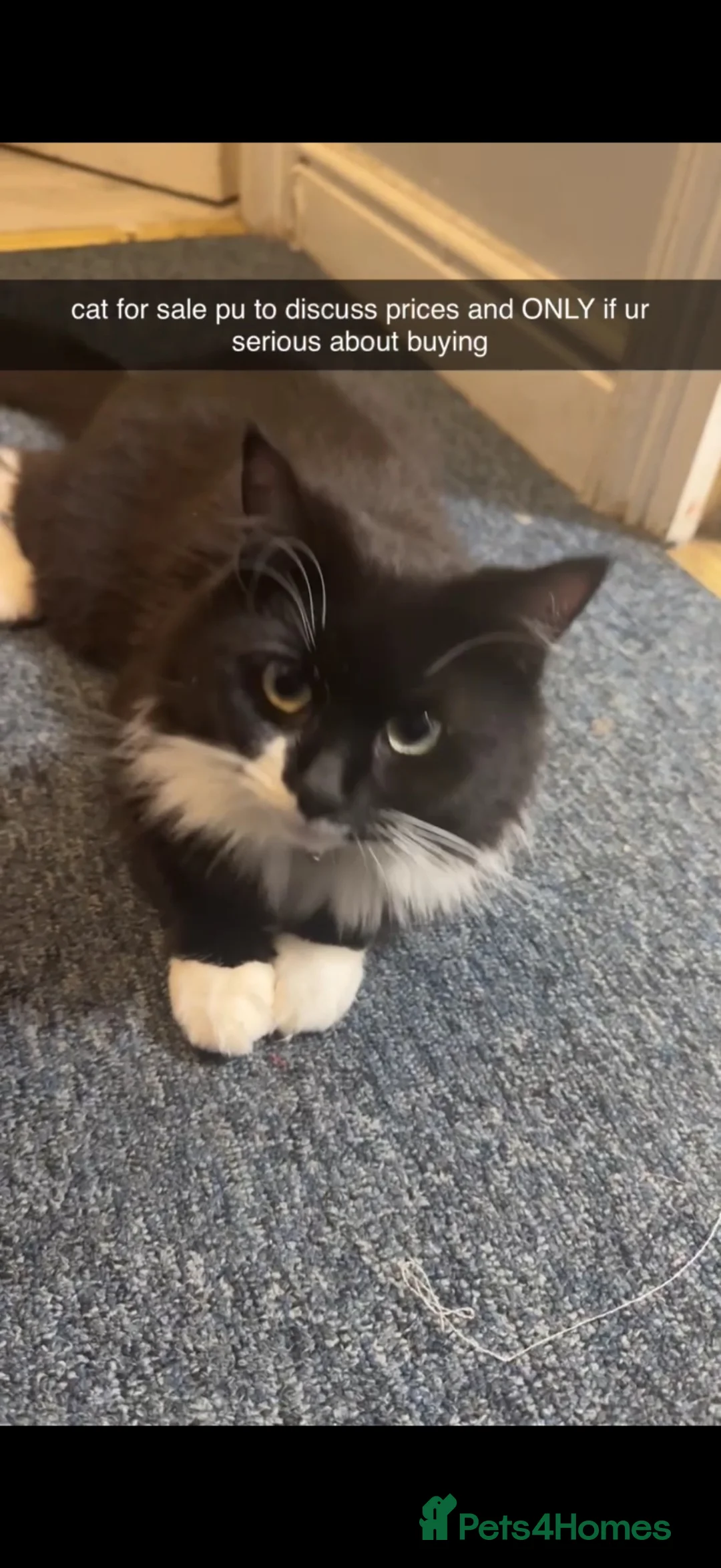 Mixed Breed cats for sale: 1 year old cats for sale/ sisters  in Enfield - Advert 2