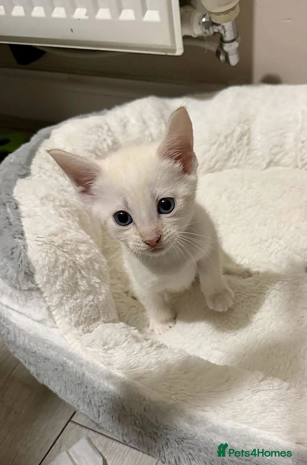 Bengal cats for sale: 4 Bengal Kittens Available – Playful & Friendly - Advert 8