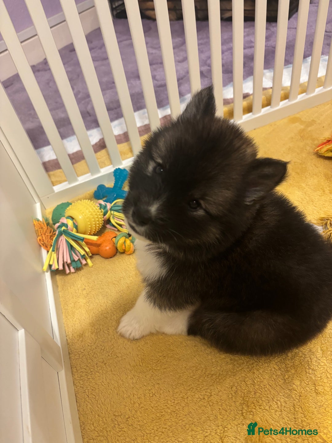 Akita dogs for sale: japanese cross american akitas  - Image 5