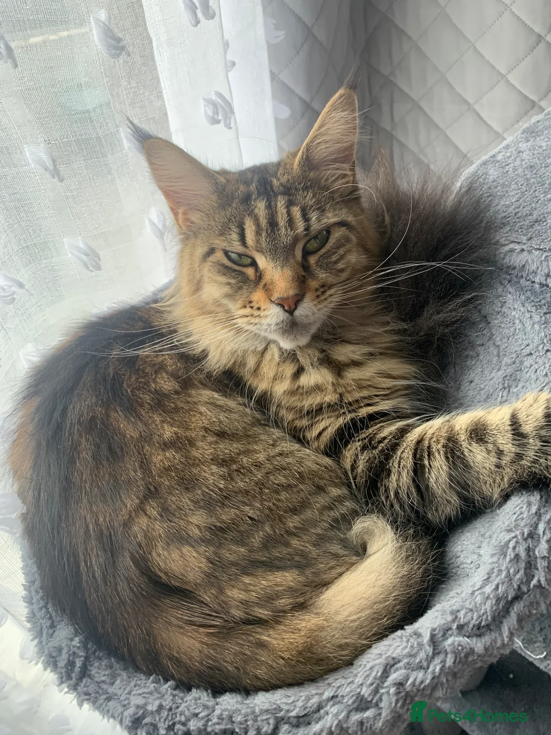 Maine Coon cats for sale: 2 Maine Coon kittens  in London - Advert 2