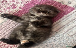 Scottish Fold cats for sale: 💫🐾Adorable kittens looking for loving homes🐾💫 - Image 10