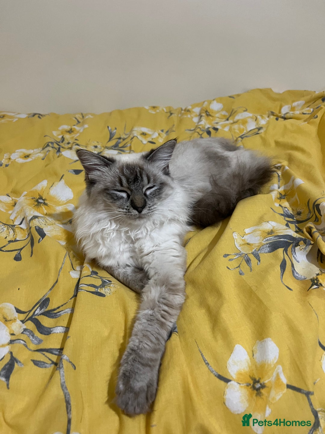 Ragdoll cats for sale: Stunning & Rare Chocolate Point Ragdoll  - Advert 8