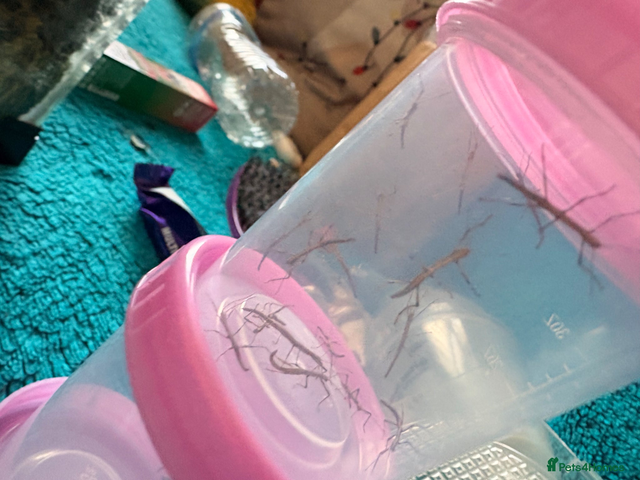 Stick Insects invertebrates Indian Stick insects for sale! - Advert 15