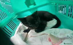 Mixed Breed cats for sale: 13 week old kitten - Image 2