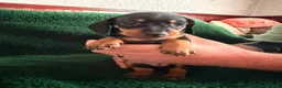 Dachshund dogs for sale: Chocolate and Black/Tan Dachshund puppies  - Advert 7