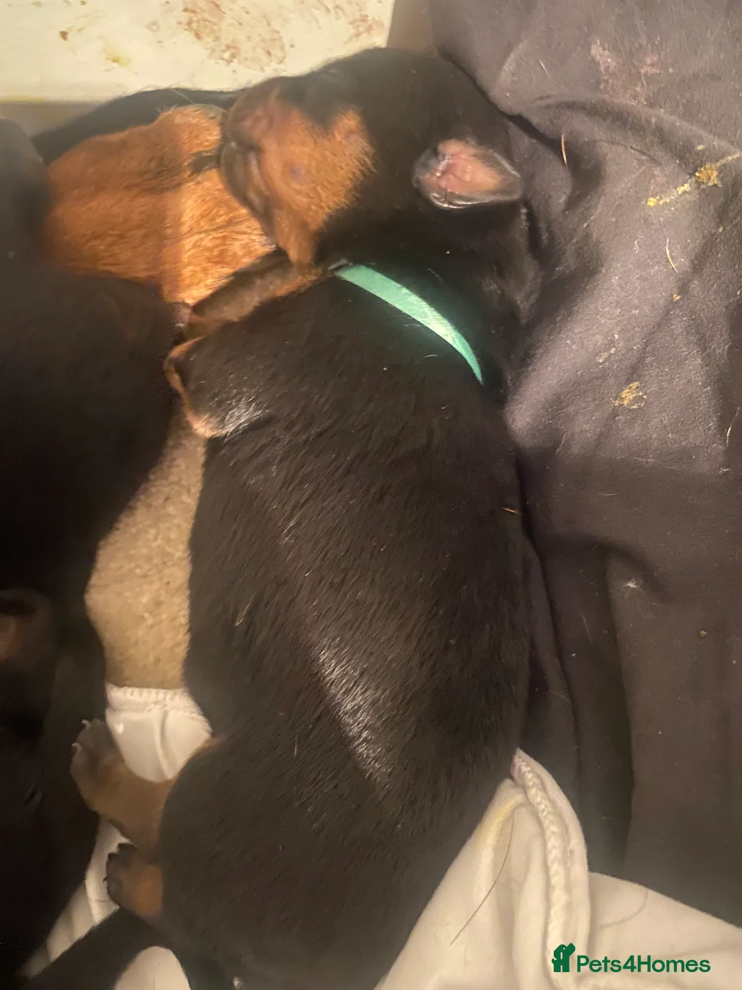 Rottweiler dogs for sale: Germany and America Rottweiler mix - Advert 11