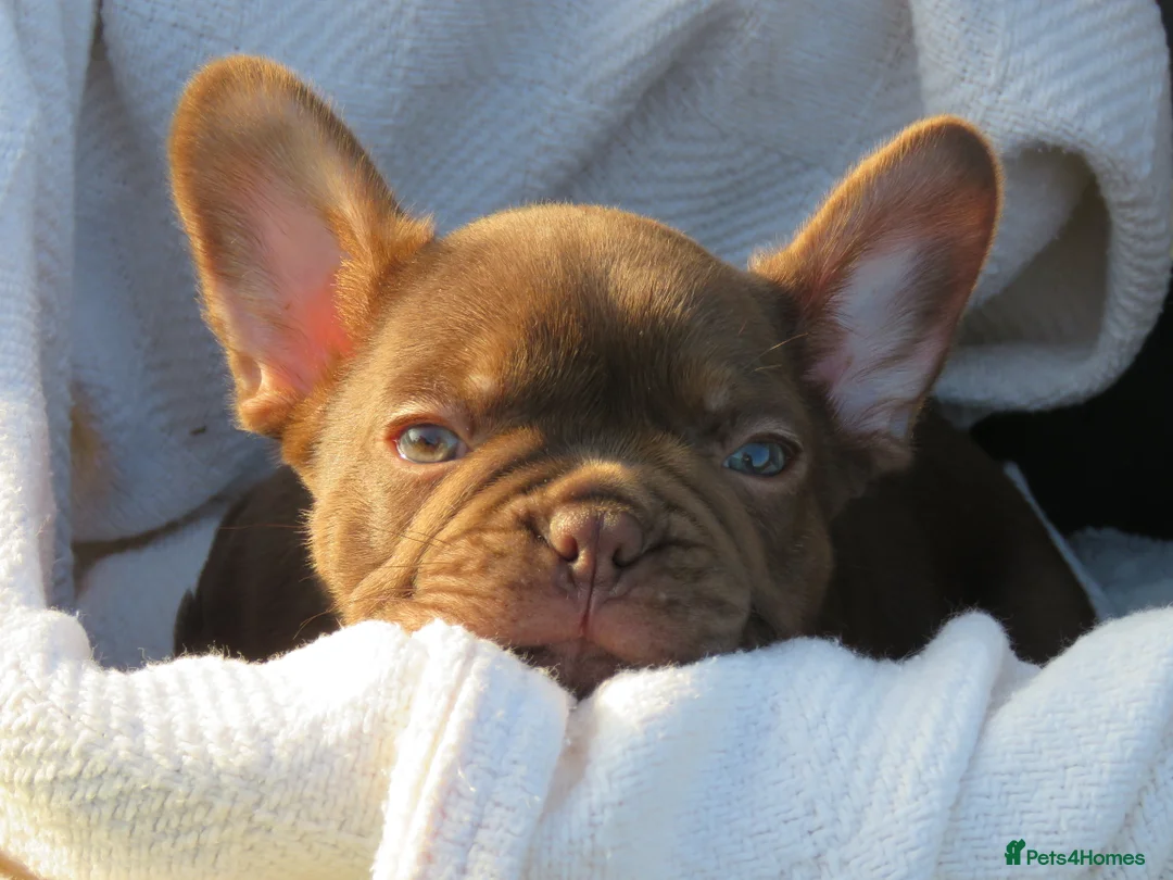 French Bulldog dogs for stud: ISABELLA NEWSHADE AND TAN CREAM CARRIER STUD in Boston - Advert 20
