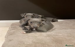 Whippet dogs for sale: 6 gorgeous blue whippet puppies  - Image 23