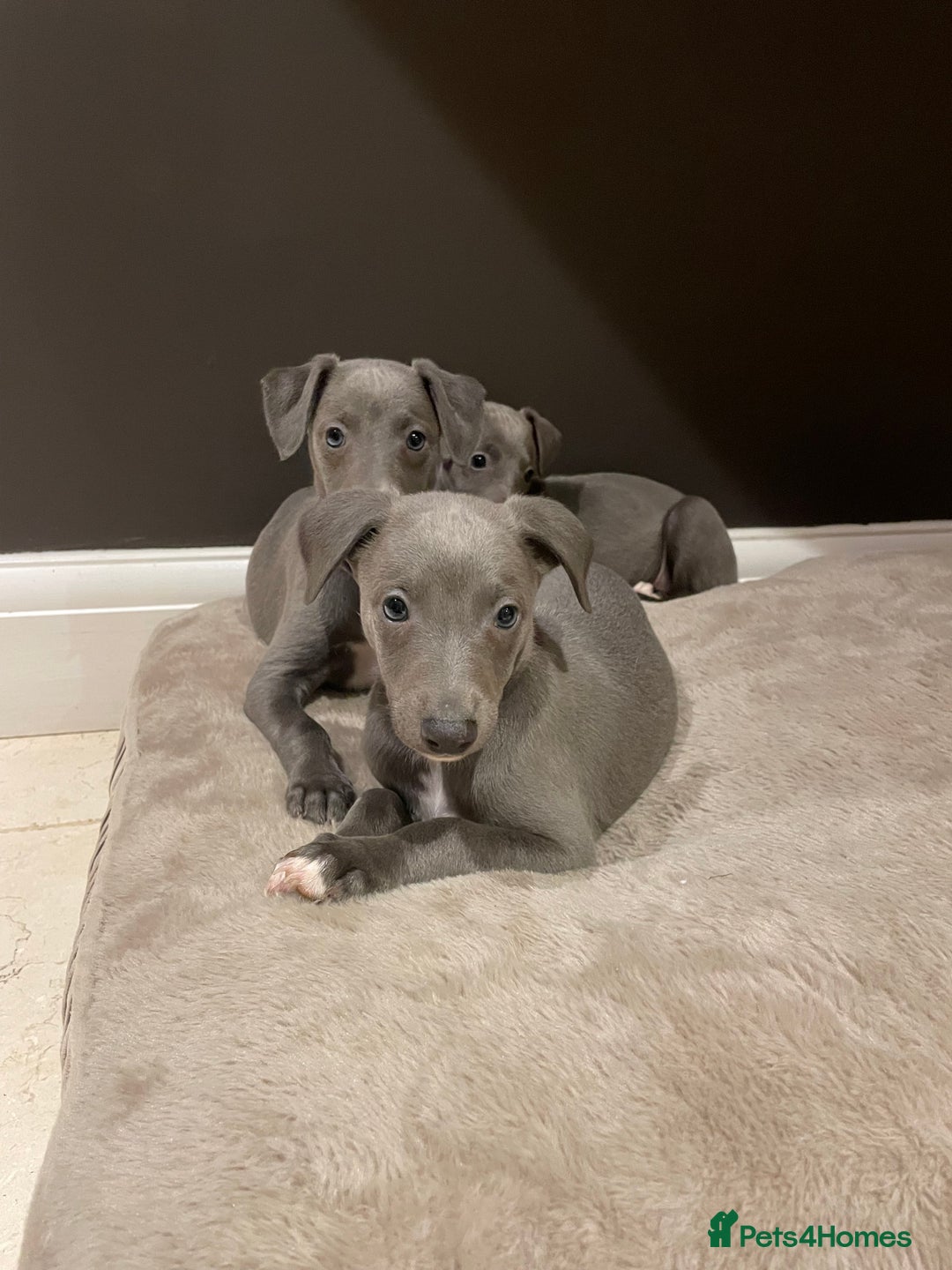 Whippet dogs for sale: 6 gorgeous blue whippet puppies  - Image 23