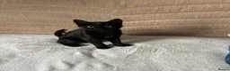 Bombay cats for sale: Bombay kitten - Advert 2
