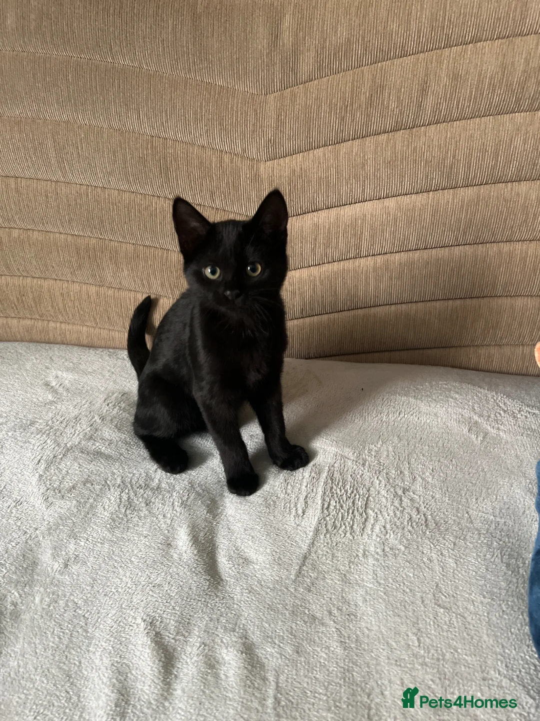 Bombay cats for sale: Bombay kitten - Advert 2