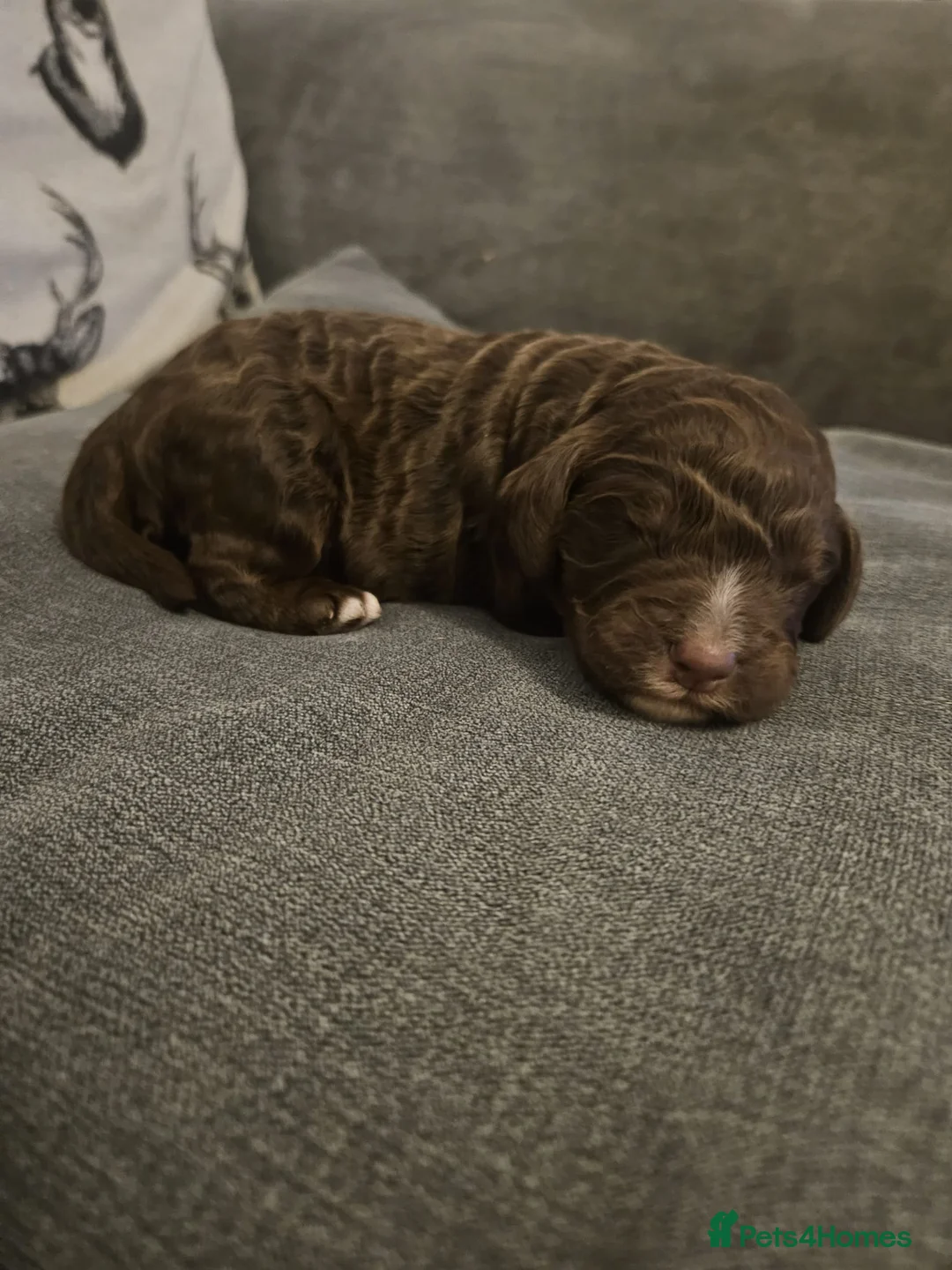 Cockapoo dogs for sale: Chocolate brown cockapoo  - Advert 4