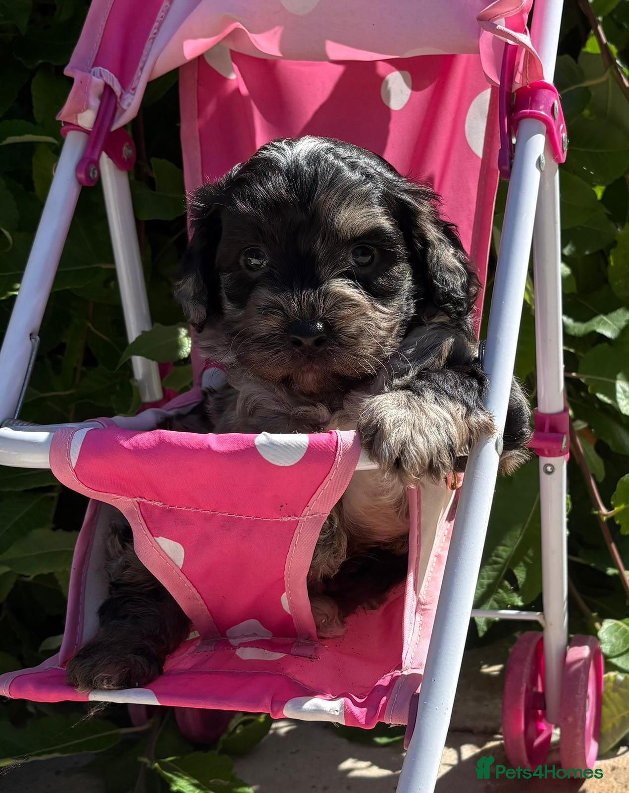Cockapoo dogs Stunning miniature cockapoos - Advert 4