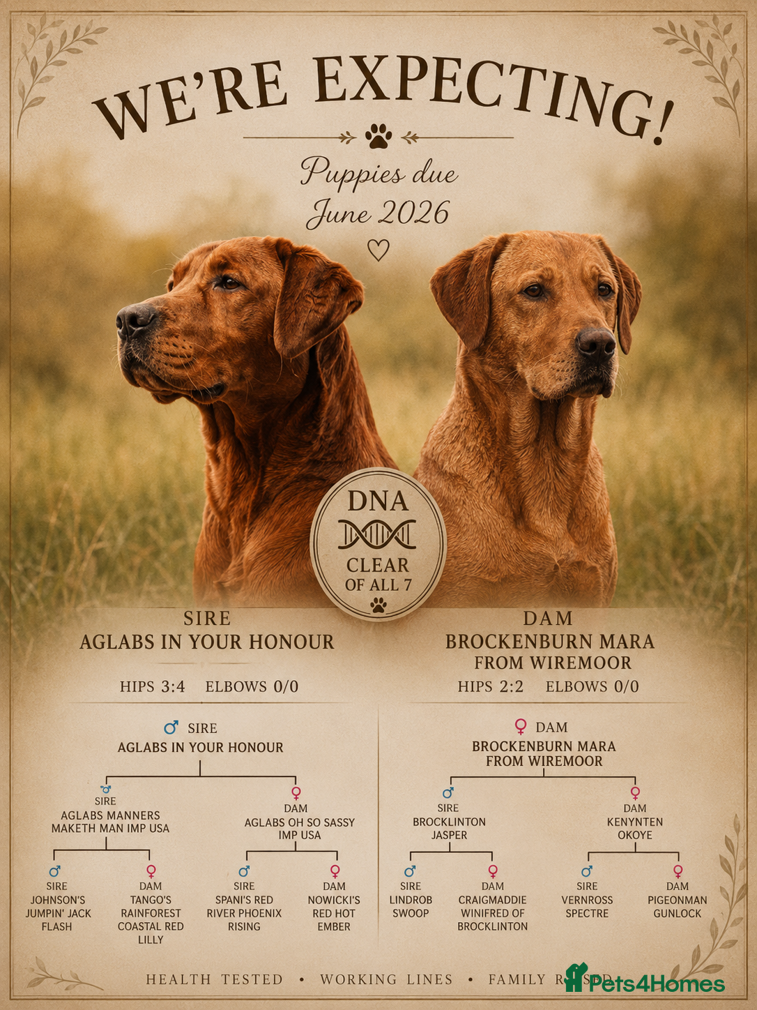 Labrador Retriever dogs Extensively health tested litter  - Advert 5