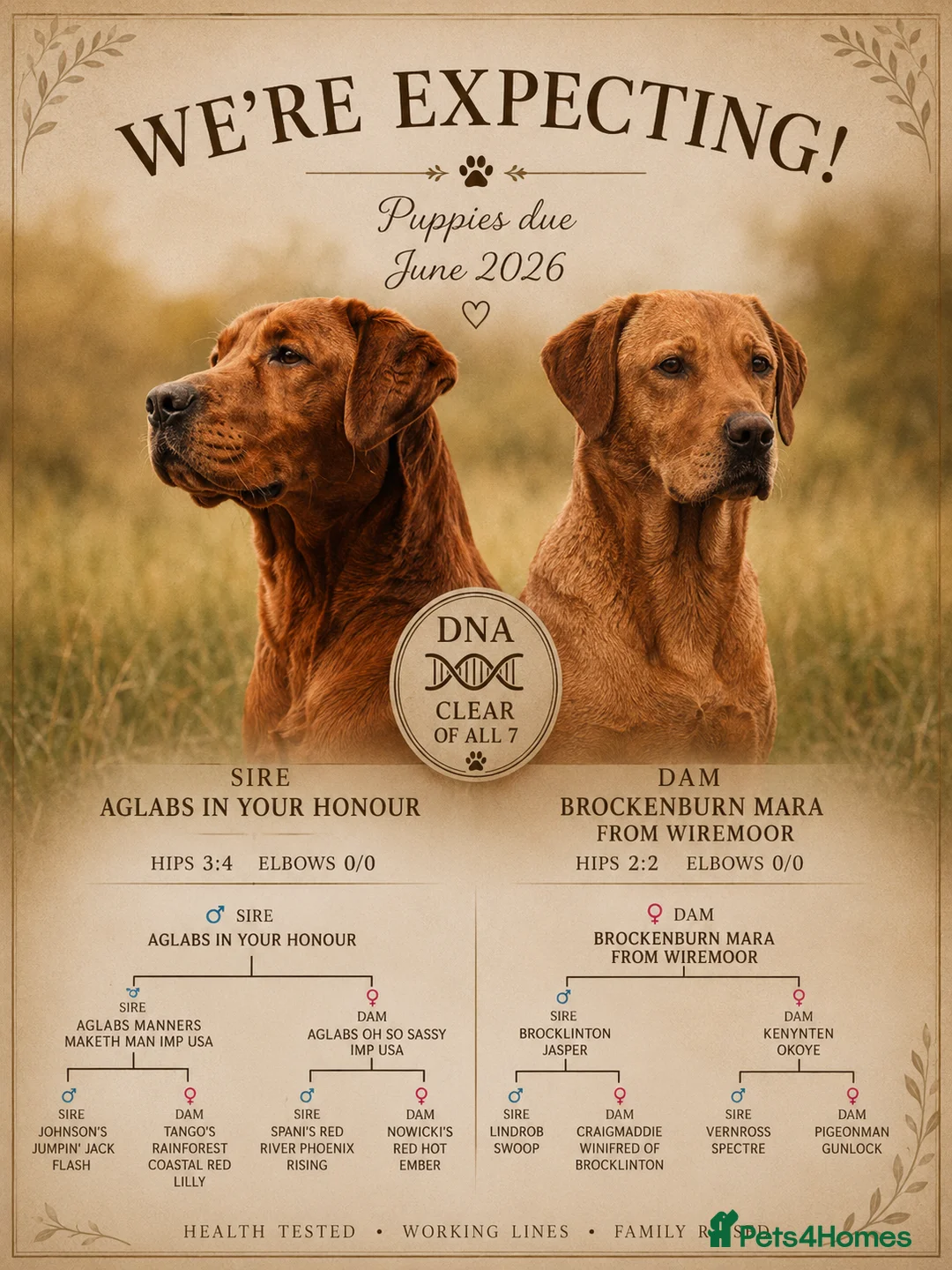 Labrador Retriever dogs for sale: Extensively health tested litter  - Advert 1