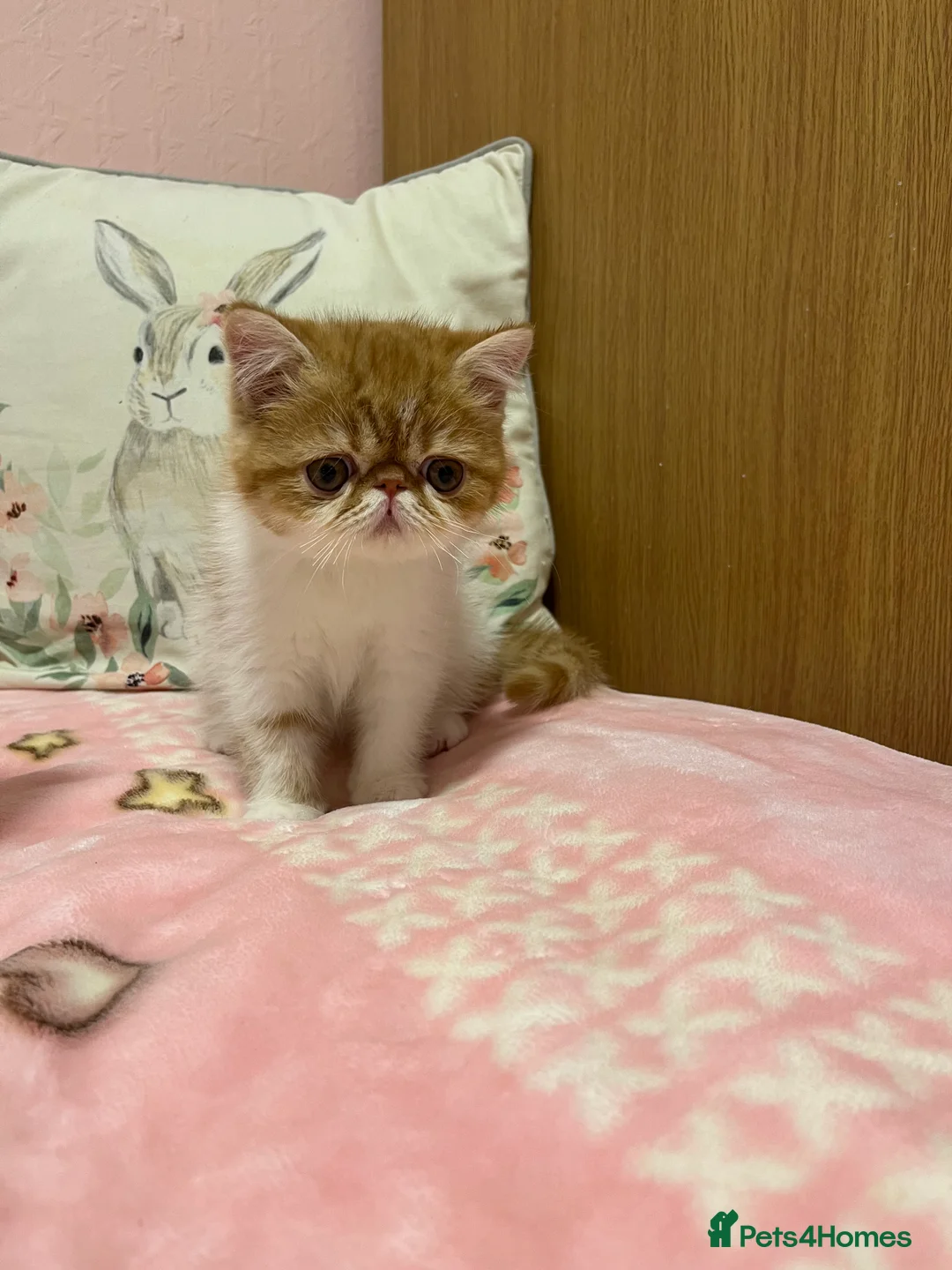 Exotic cats for sale: Exotic kittens  - Advert 28