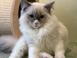 Ragdoll cats 2 boys ready now - Advert 5