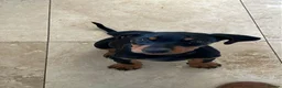 Dobermann dogs for sale: Beautiful male Dobermann  - Advert 4