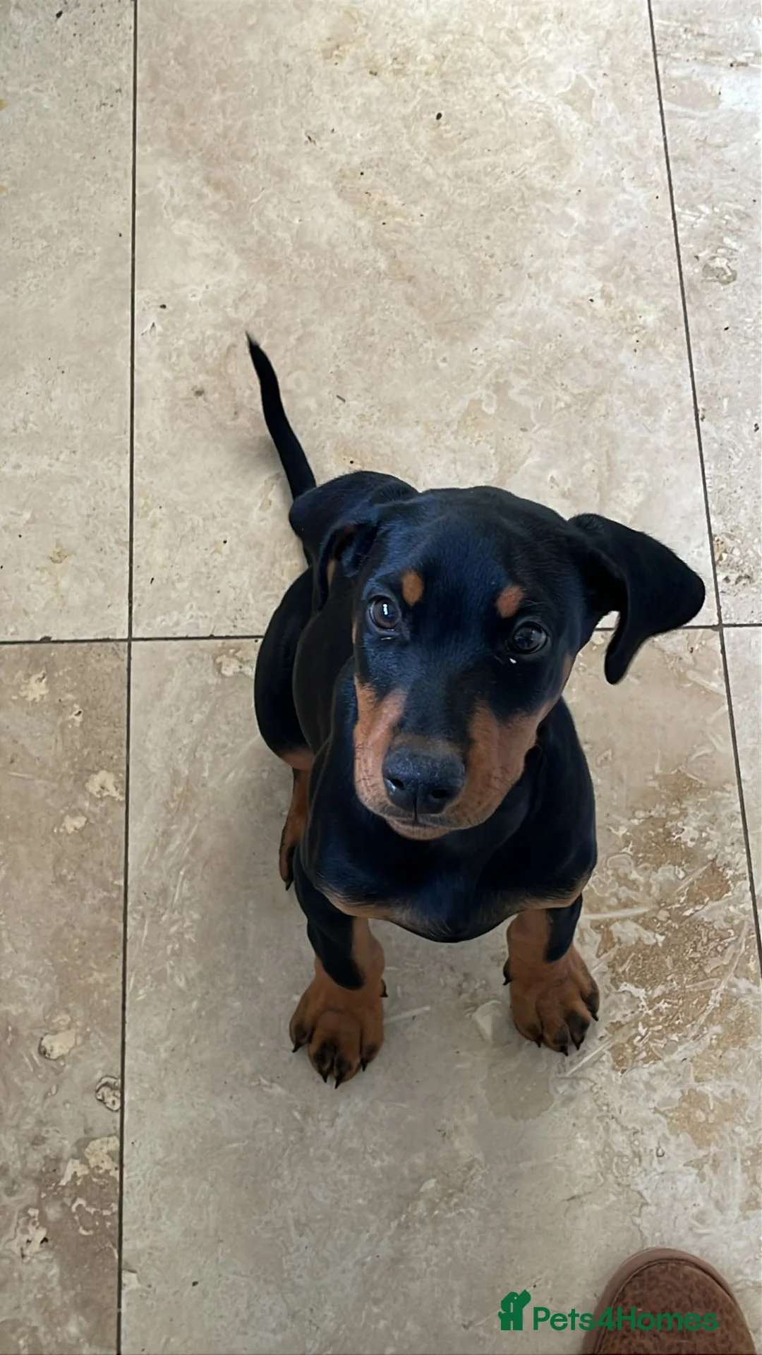 Dobermann dogs for sale: Beautiful male Dobermann  - Advert 4