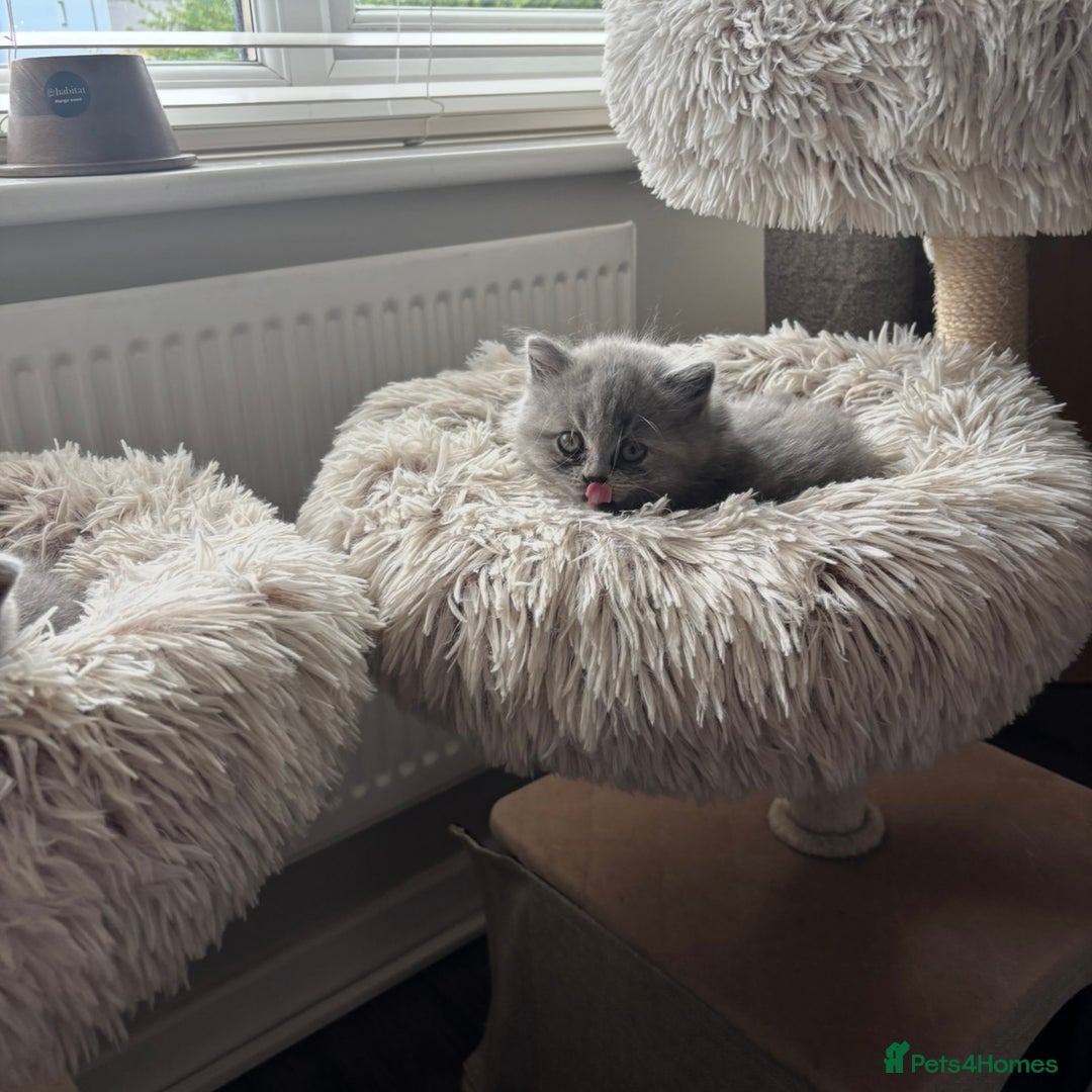 British Shorthair cats for sale: BEAUTIFUL BRITISH SHORT AND LONG HAIR KITTENS - Image 8