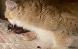 British Longhair cats for sale: 🐾🤩❤️Gold Angels - tiny stars 🐾❤️🐱 - Image 4