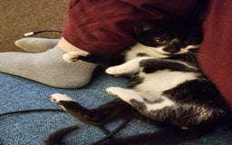 Mixed Breed cats for sale: 12 week old kittens for sale - Advert 6