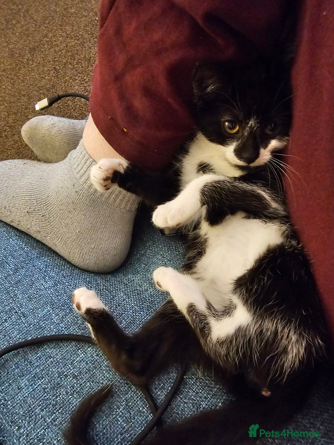 Mixed Breed cats for sale: 12 week old kittens for sale - Advert 6