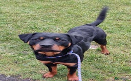 Rottweiler dogs for sale: Rottweiler  - Image 1