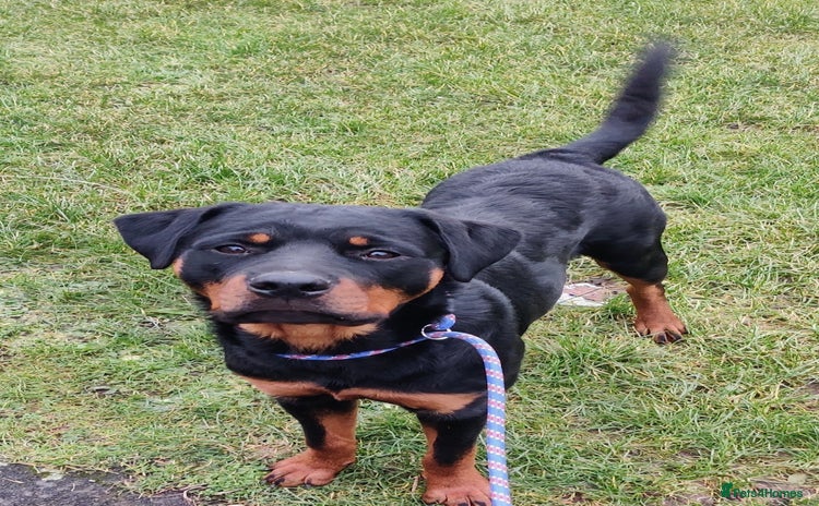 Rottweiler dogs - Advert 2