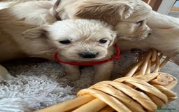 Golden Retriever dogs for sale: PURE breed, KC reg parents, gorgeous goldens - Image 2