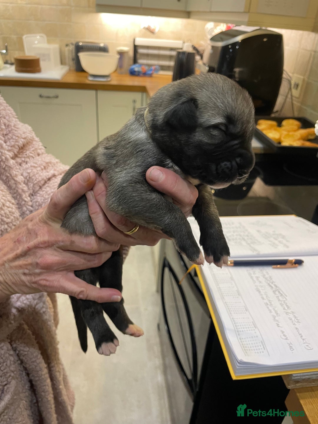 Irish Wolfhound dogs for sale: Irish Wolfhound full pedigree puppies for sale  - Advert 11