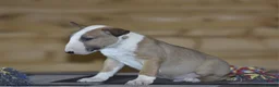English Bull Terrier dogs for sale: UK's top quality ebt puppies - Advert 5