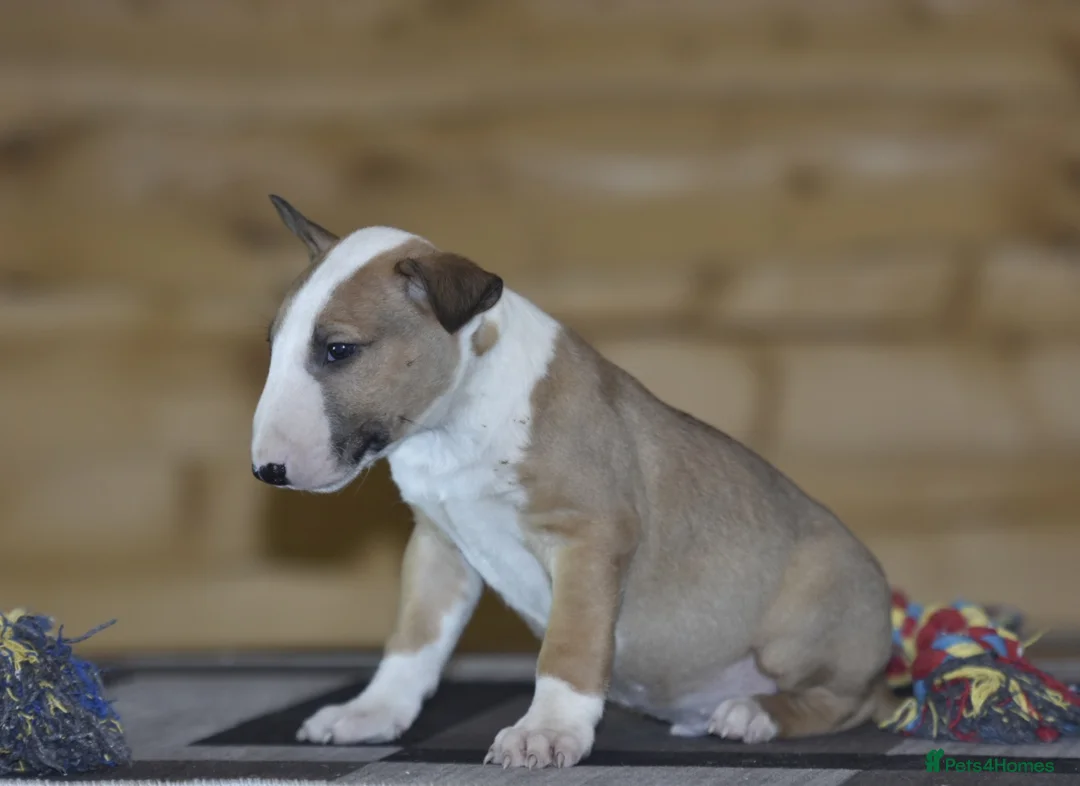 English Bull Terrier dogs for sale: UK's top quality ebt puppies - Advert 5