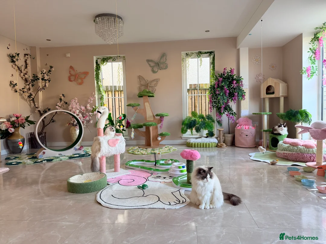 Ragdoll cats for sale: Beautiful Ragdoll kittens from Champion lines - Advert 15