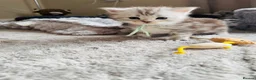 Maine Coon cats for sale: Stunning Maine coon kittens 4 available - Advert 6