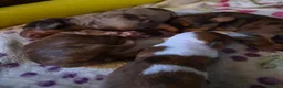 Miniature Dachshund dogs for sale: Miniature Dachshunds (short-haired) - Advert 15