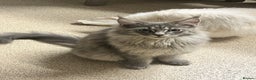 Maine Coon cats for sale: 2 boys (PET ONLY) - Advert 15