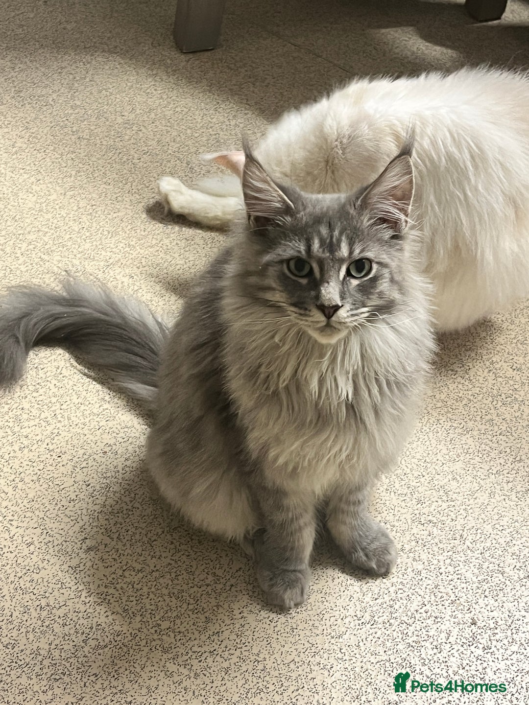 Maine Coon cats for sale: 2 boys (PET ONLY) - Advert 15