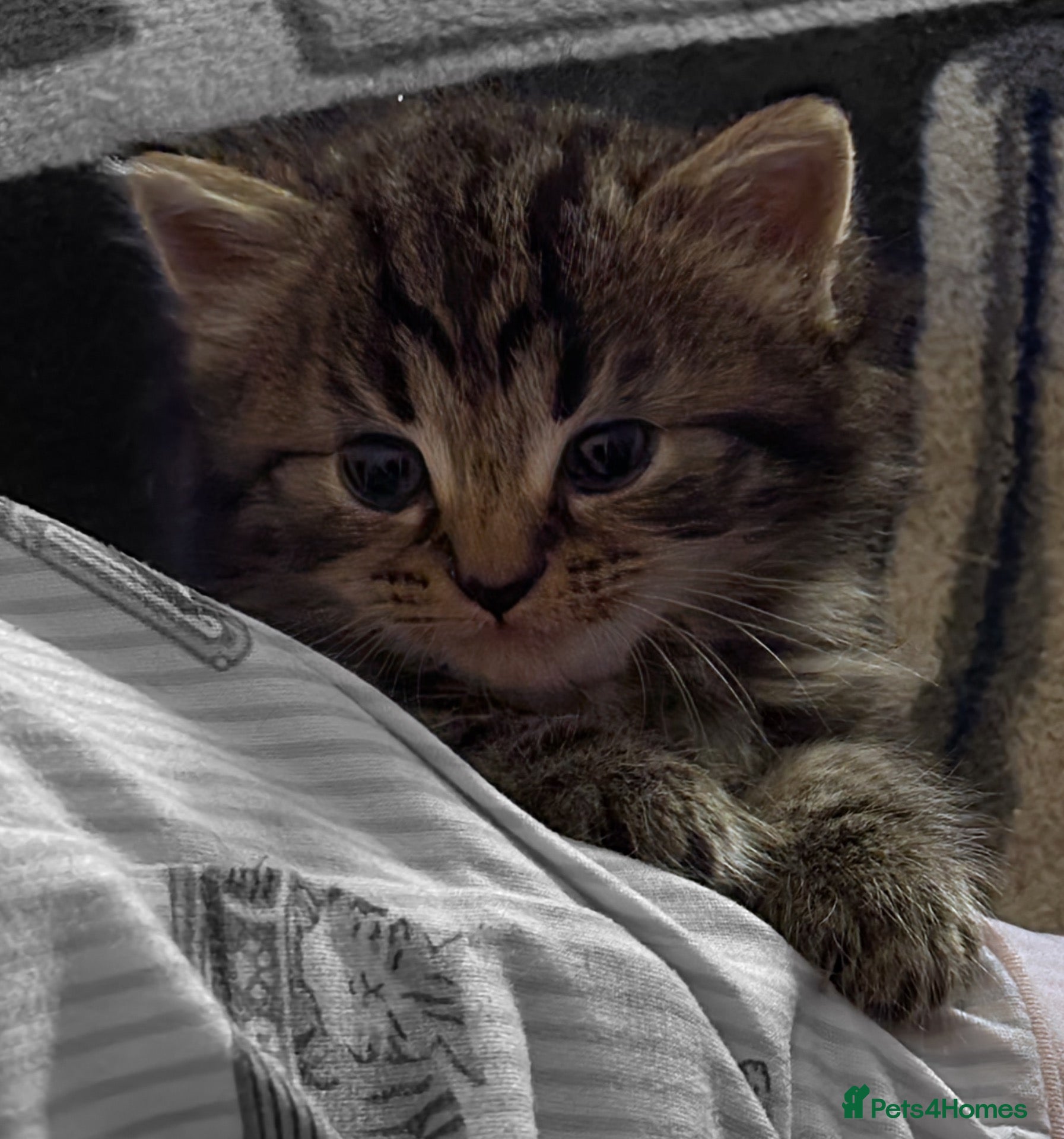 British Shorthair cats Beautiful British shorthair kittens for sale  - Advert 13