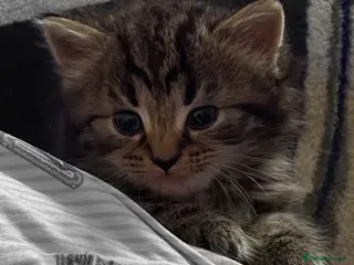 British Shorthair cats Beautiful British shorthair kittens for sale - Advert 13