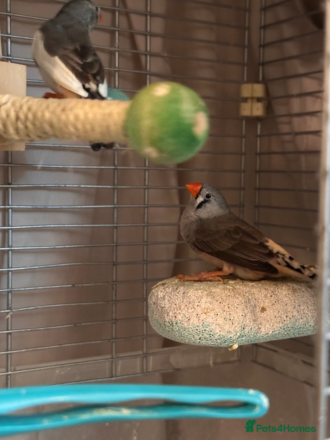 Finches birds for sale: Free to go for new home  - Advert 7